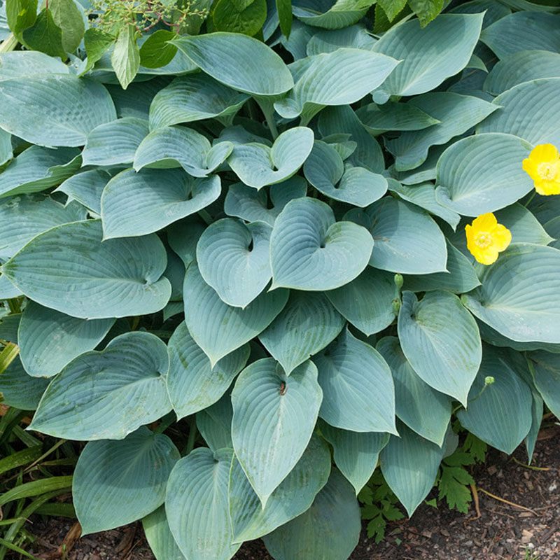 Hosta tardiana 'Halcyon'